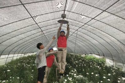邳州市供電公司進花棚服務花農 邳州市供電公司進花棚服務花農