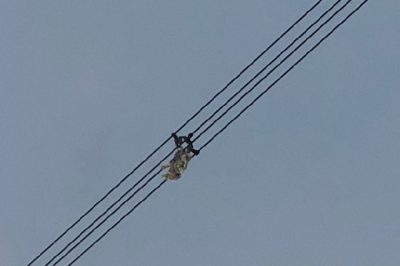 電光石火出動 處理異物隱患 電光石火出動 處理異物隱患