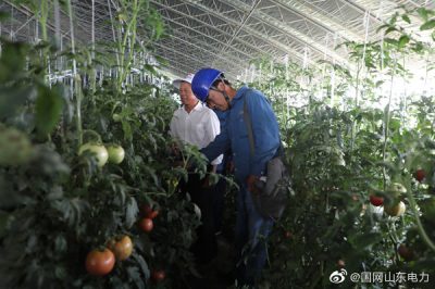 五蓮供電公司:主動(dòng)上門服務(wù) 助力菜農(nóng)生產(chǎn) 五蓮供電公司:主動(dòng)上門服務(wù) 助力菜農(nóng)生產(chǎn)