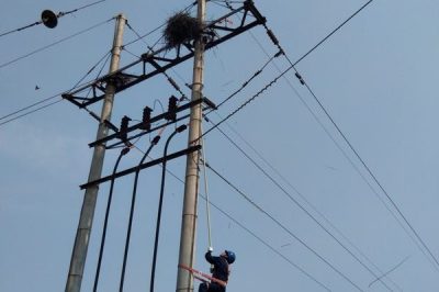 泊頭市供電公司及時清理35千伏前營3212線路鳥窩 泊頭市供電公司及時清理35千伏前營3212線路鳥窩