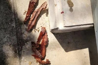 漢中供電公司對(duì)變電站室外設(shè)備開(kāi)展蜂窩清除工作