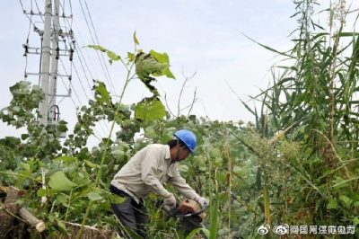 配合周山鎮(zhèn)長(zhǎng)寧村18號(hào)配電臺(tái)區(qū)砍伐電力線旁的超高樹(shù)木 配合周山鎮(zhèn)長(zhǎng)寧村18號(hào)配電臺(tái)區(qū)砍伐電力線旁的超高樹(shù)木