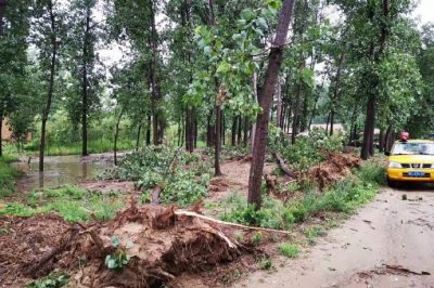 沛縣供電公司搶修受損線路，及時消缺安全隱患