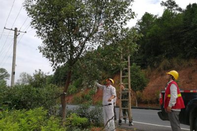 茶陵供電公司對10千伏月荷306線開展砍青工作 茶陵供電公司對10千伏月荷306線開展砍青工作