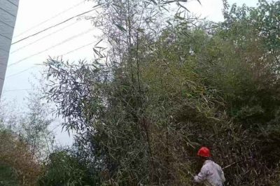 衡南縣供電公司進(jìn)行低壓通道治理工作 衡南縣供電公司進(jìn)行低壓通道治理工作