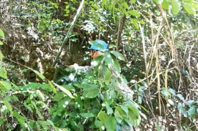 大冶市供電公司清除低壓線路安全的屬竹和雜草 大冶市供電公司清除低壓線路安全的屬竹和雜草