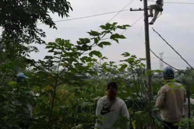 報(bào)修人員乘上小舟登上電桿搭接發(fā)生故障的藕塘內(nèi)線路 報(bào)修人員乘上小舟登上電桿搭接發(fā)生故障的藕塘內(nèi)線路