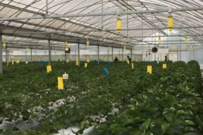 中國科學(xué)家在全國用高壓電種菜30年 產(chǎn)量驚人 中國科學(xué)家在全國用高壓電種菜30年 產(chǎn)量驚人