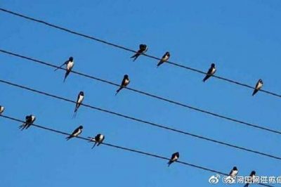 小鳥站在高壓電線上，不怕電？