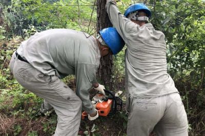 林木尖尖角，為何要砍掉？