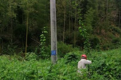 配電運行員清理10千伏黃陶線#1050號桿通道內(nèi)的藤蔓和樹障