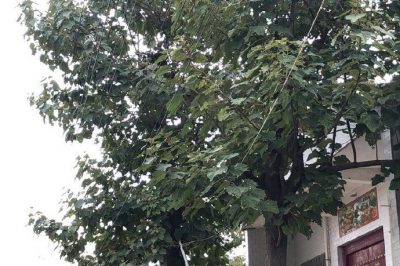 3-4號(hào)桿、27-33號(hào)桿修護(hù)樹工作