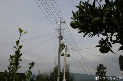 對更換線路10千伏王李線李子園支線4號至7號桿進(jìn)行金具安裝、導(dǎo)線展放及搭火作業(yè)