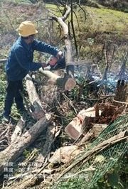 10千伏法高線新澤村火巖上臺區(qū)進行低壓線路砍青掃障工作