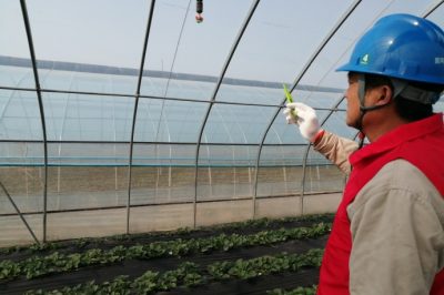 草莓花開(kāi)正艷，“紅馬甲”為草莓上市“保駕護(hù)航”