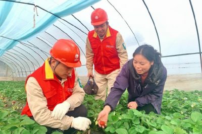 對草莓大棚用電線路、排灌設備進行檢查維護