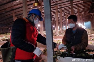 為果蔬大棚檢查供電線路、開關(guān)、照明燈具，以及水泵、卷簾機等設(shè)備